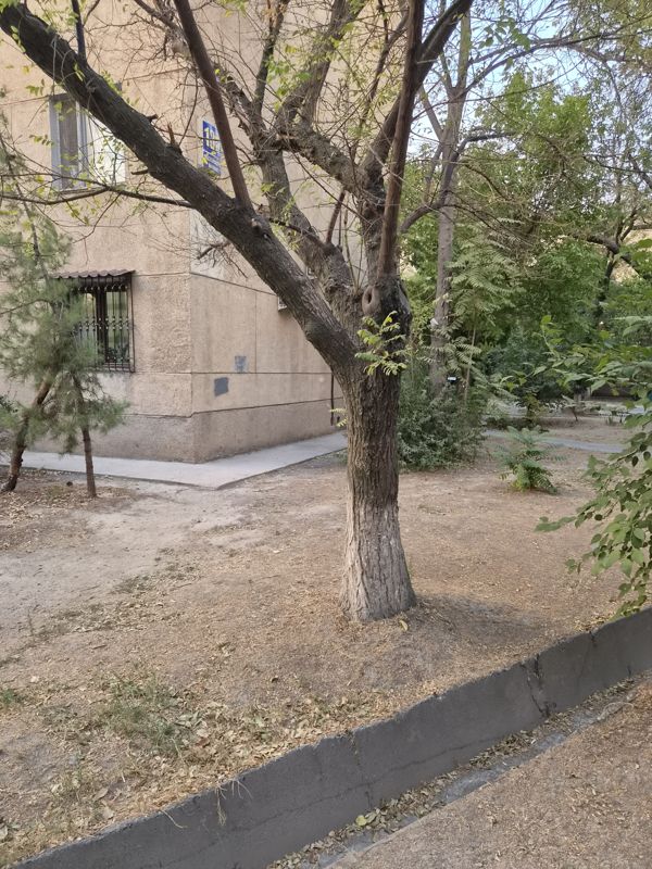 Раскидистое дерево с перистыми листьями и тёмной бороздчатой корой у пятиэтажки, слева молодая сосна