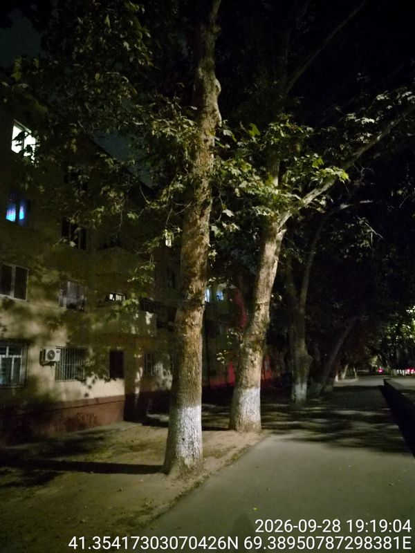 Ночью: аллея платанов вдоль пятиэтажки, стволы побелены снизу