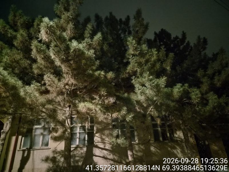 Ночью: группа сосен с пучками длинной хвои вдоль стены здания