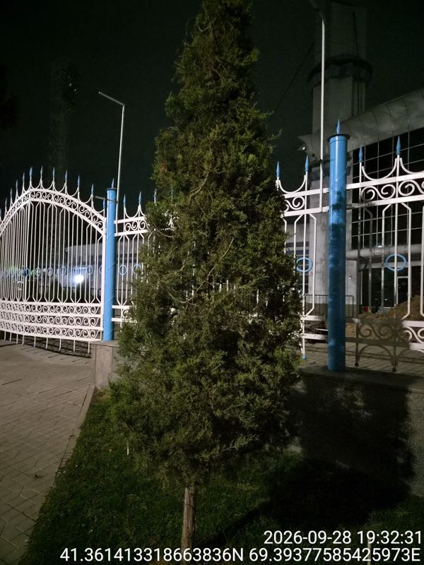 Ночью: молодая арча (можжевельник) конусом у белой ограды с синими столбами