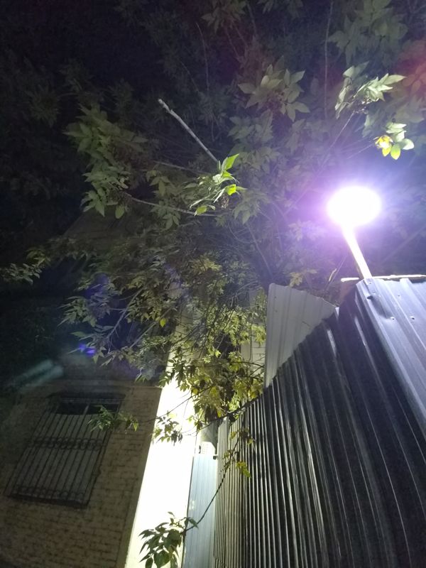Ночью: снизу крона дерева со сложными перистыми листьями и гроздьями плодов-крылаток над металлическим забором с фонарём, рядом кирпичный дом с решёткой на окне