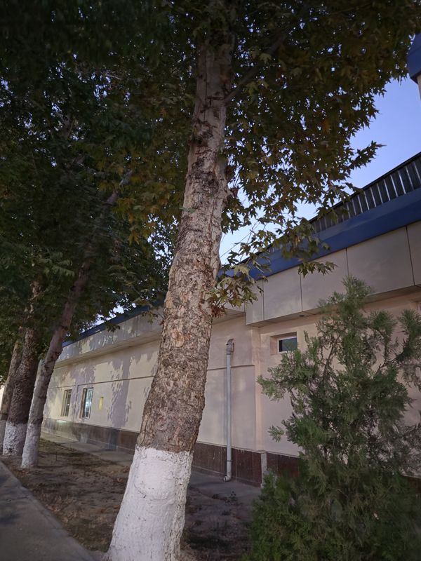 Вечером: платан с шелушащейся пятнистой корой и побелённым основанием ствола в ряду деревьев вдоль стены здания, справа молодая туя