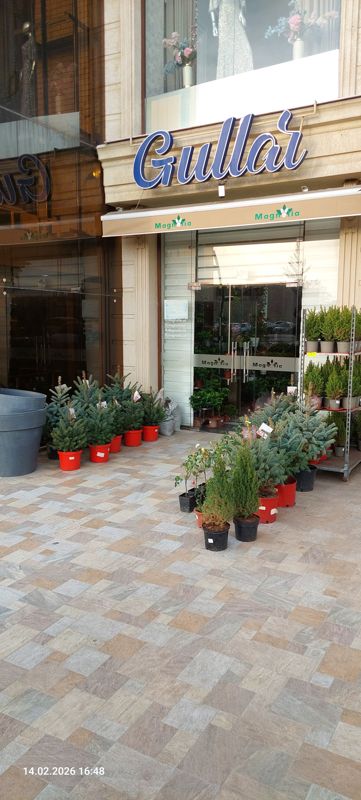 Вход в цветочный магазин Magnolia (вывеска «Gullar») с улицы: слева ряд ёлочек в красных горшках, справа на стеллаже туи и можжевельники в серых горшках, у входа голубые ели и куст роз, на стекле двери названия страниц в соцсетях