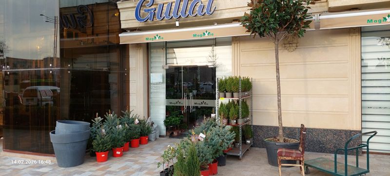 Вход в цветочный магазин Magnolia под вывеской «Gullar»: слева ёлки в красных горшках, у входа голубые ели и кусты, справа стеллаж с туями и штамбовая магнолия в кадке, рядом стул и зелёная тележка