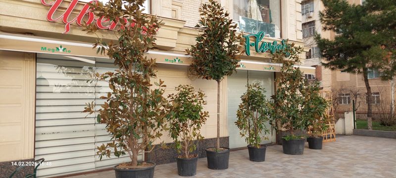 Фасад здания с тремя вывесками на разных языках («Цветы», «Flowers») и навесами Magnolia, перед жалюзи стоят магнолии в больших чёрных кадках; справа деревянная решётка