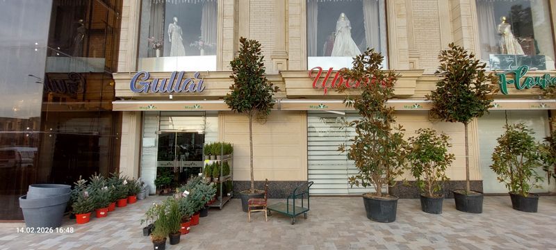 Общий вид фасада цветочного магазина Magnolia: вывески «Gullar», «Цветы», «Flowers» над тремя входами, слева ёлки и туи у входа, справа ряд магнолий в больших кадках, на тротуаре стул и тележка